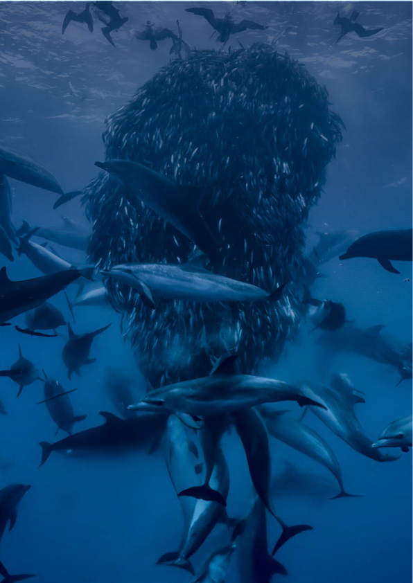 Ocean Screening Background